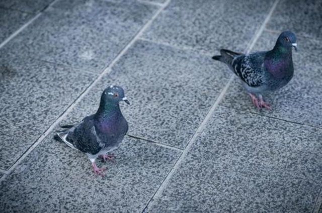 鳩の糞除去